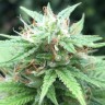 где заказать семена конопли Auto Mango feminised