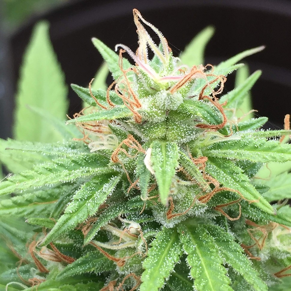 заказ семян конопли Auto Mango feminised
