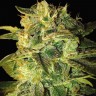 заказать на сайте семена конопли Auto Mango feminised