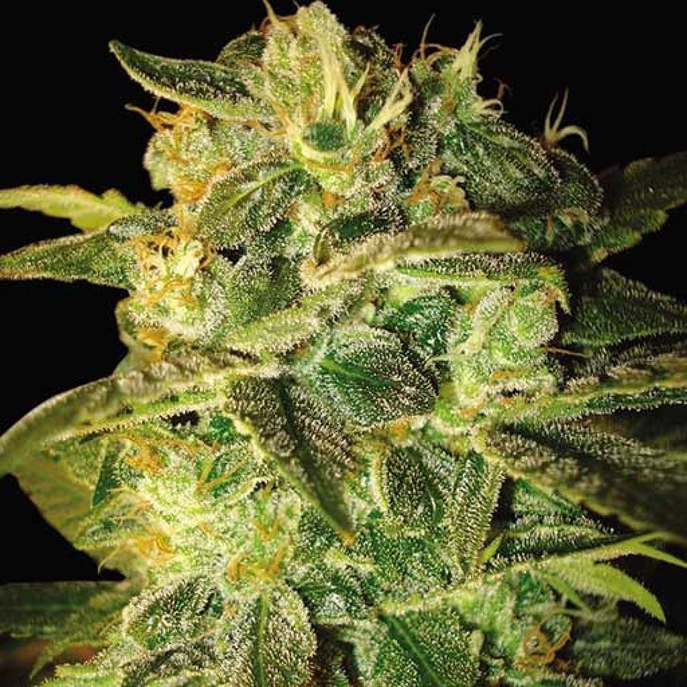 заказать на сайте семена конопли Auto Mango feminised