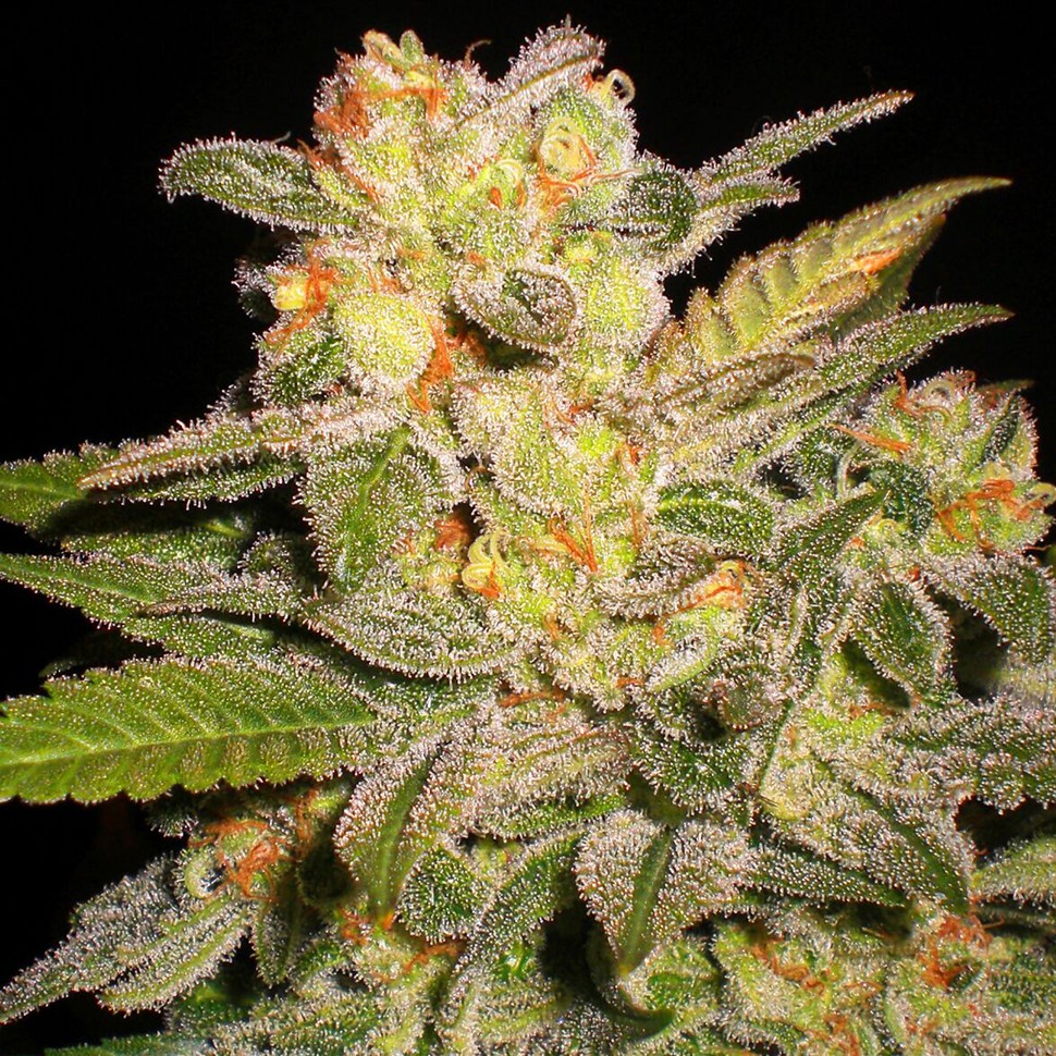 Семена конопли  Auto Mango feminised Ganja Seeds