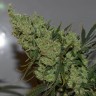 Семена конопли  Brainstorm regular Ganja Seeds