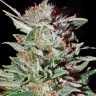 Семена конопли  Brainstorm regular Ganja Seeds