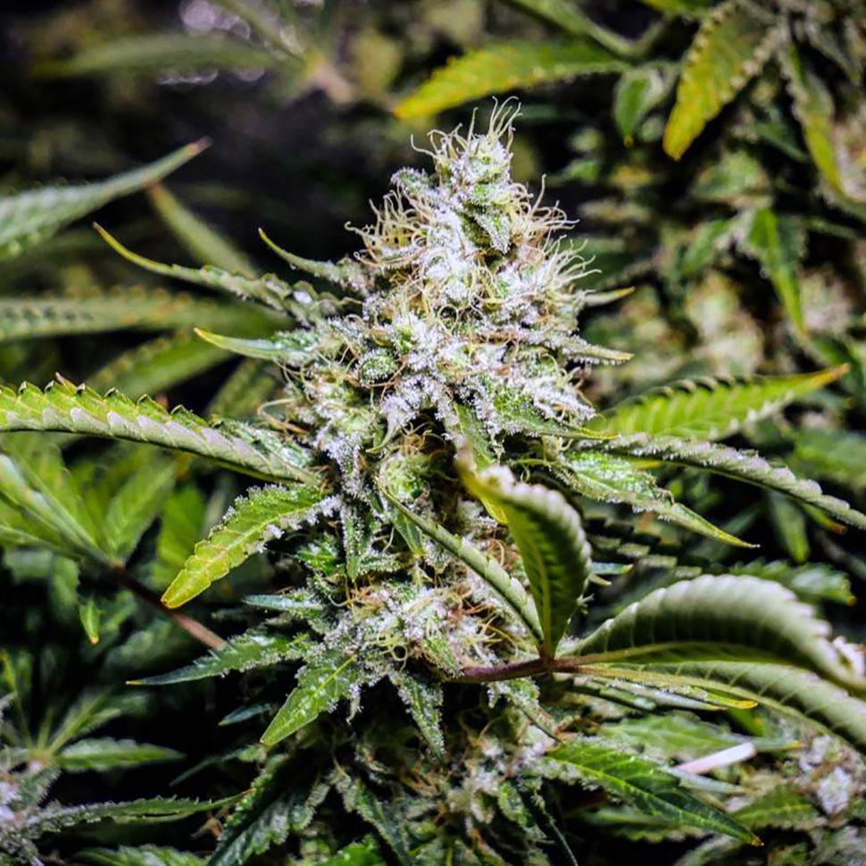 Семена каннабиса  Auto Tutankhamon feminised Ganja Seeds