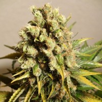 Ganesh Spirit regular Ganja Seeds