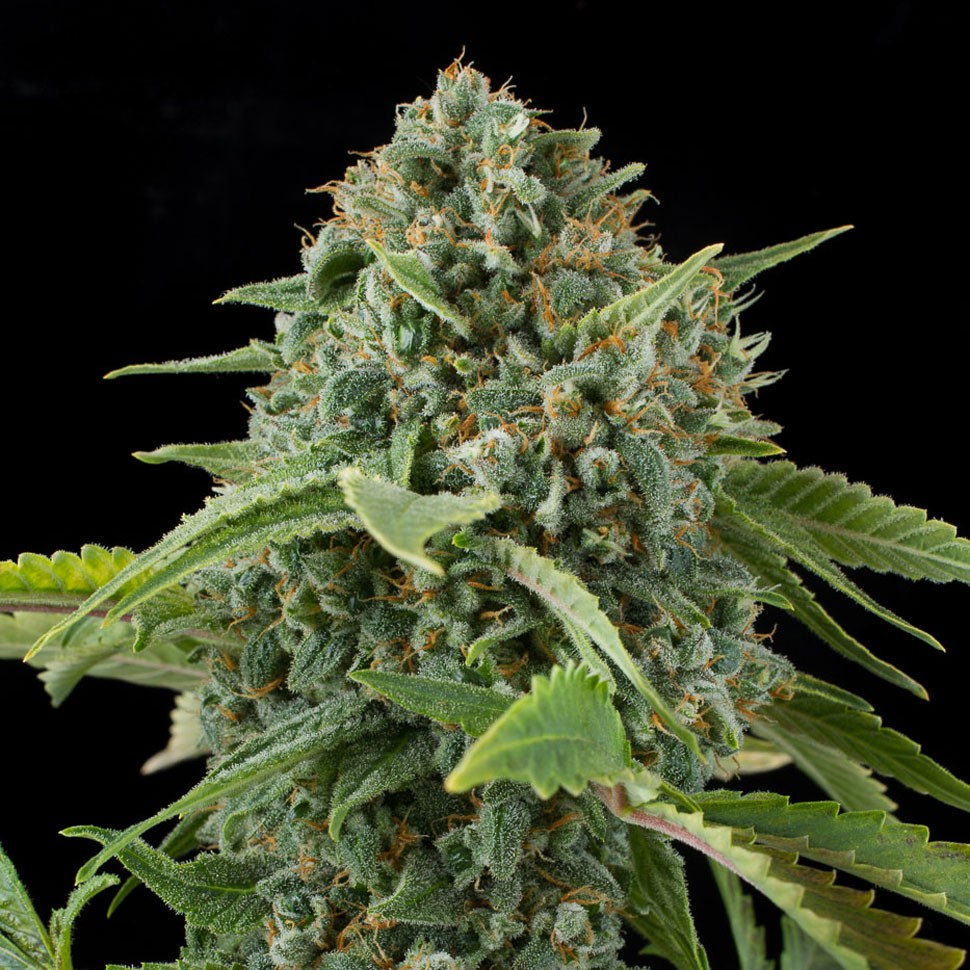 Семена каннабиса  Auto Elektra feminised GanjaVIP Seeds