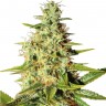 купить семена конопли автоцвет  Auto Elektra feminised