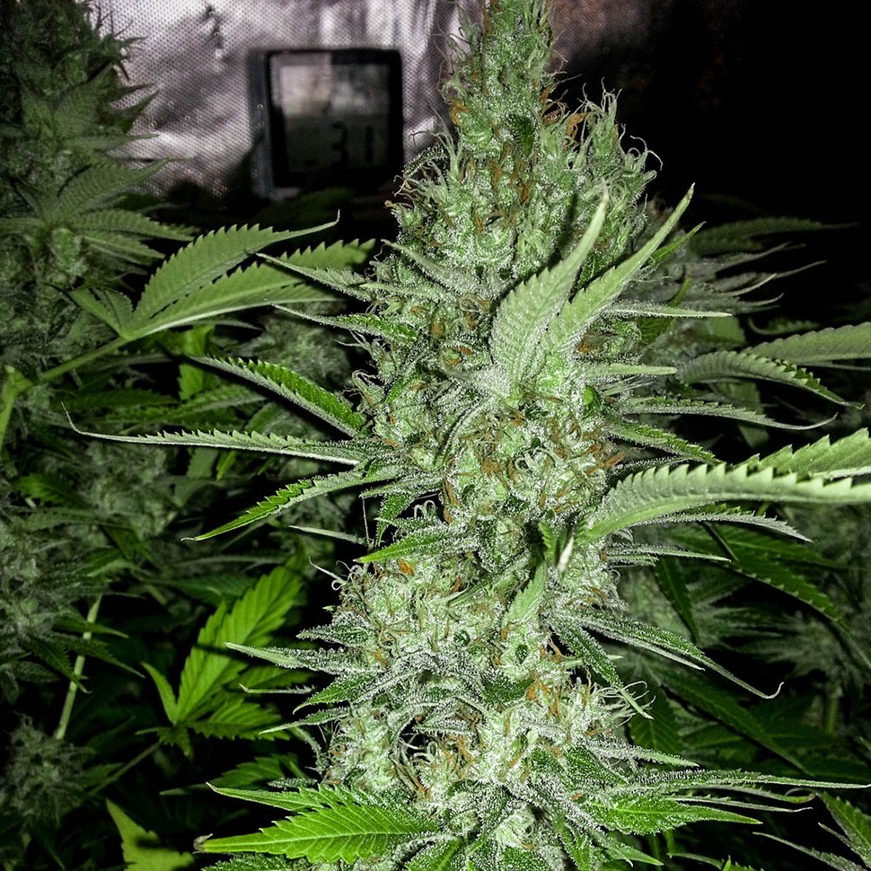Семена каннабиса  Auto Amnesia feminised Neuro Seeds