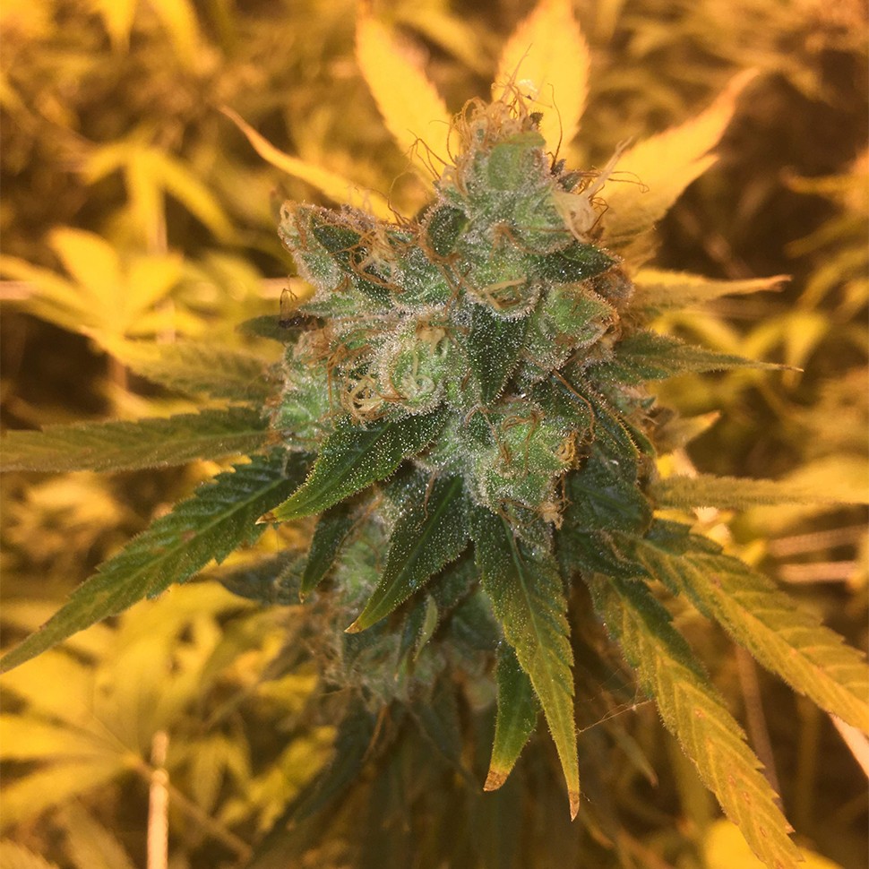 Семена каннабиса  Sage n Sour feminised Ganja Seeds