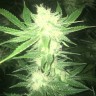 Семена каннабиса  Sage n Sour feminised Ganja Seeds