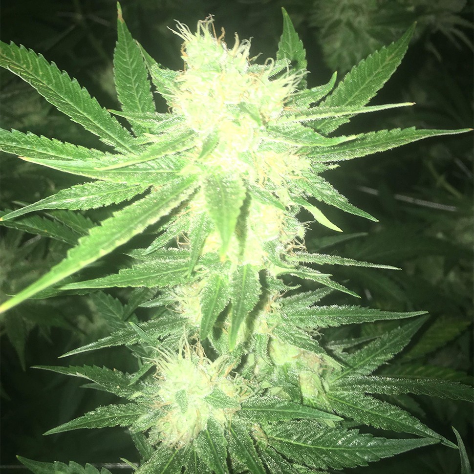 Семена каннабиса  Sage n Sour feminised Ganja Seeds