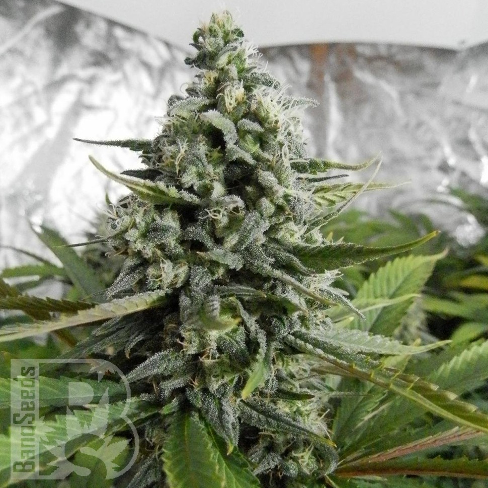 Семена  Auto Deimos feminised Ganja Seeds