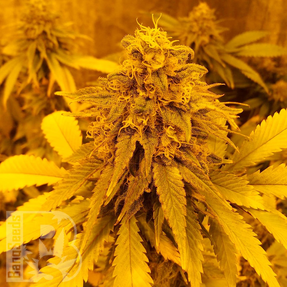 Семена каннабиса  Auto Pineapple Chunk feminised Ganja Seeds