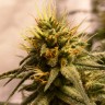 Семена каннабиса  Auto Pineapple Chunk feminised Ganja Seeds
