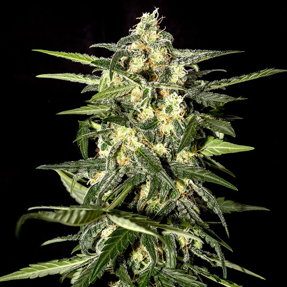 Семена марихуаны  Auto Kronos feminised GanjaVIP Seeds