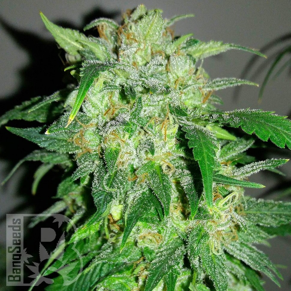 Семена ганжа  Beshbarmak feminised Bang Seeds