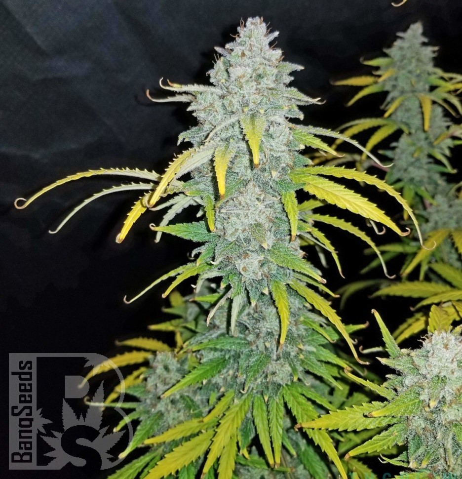 Семена ганжа  Beshbarmak feminised Bang Seeds