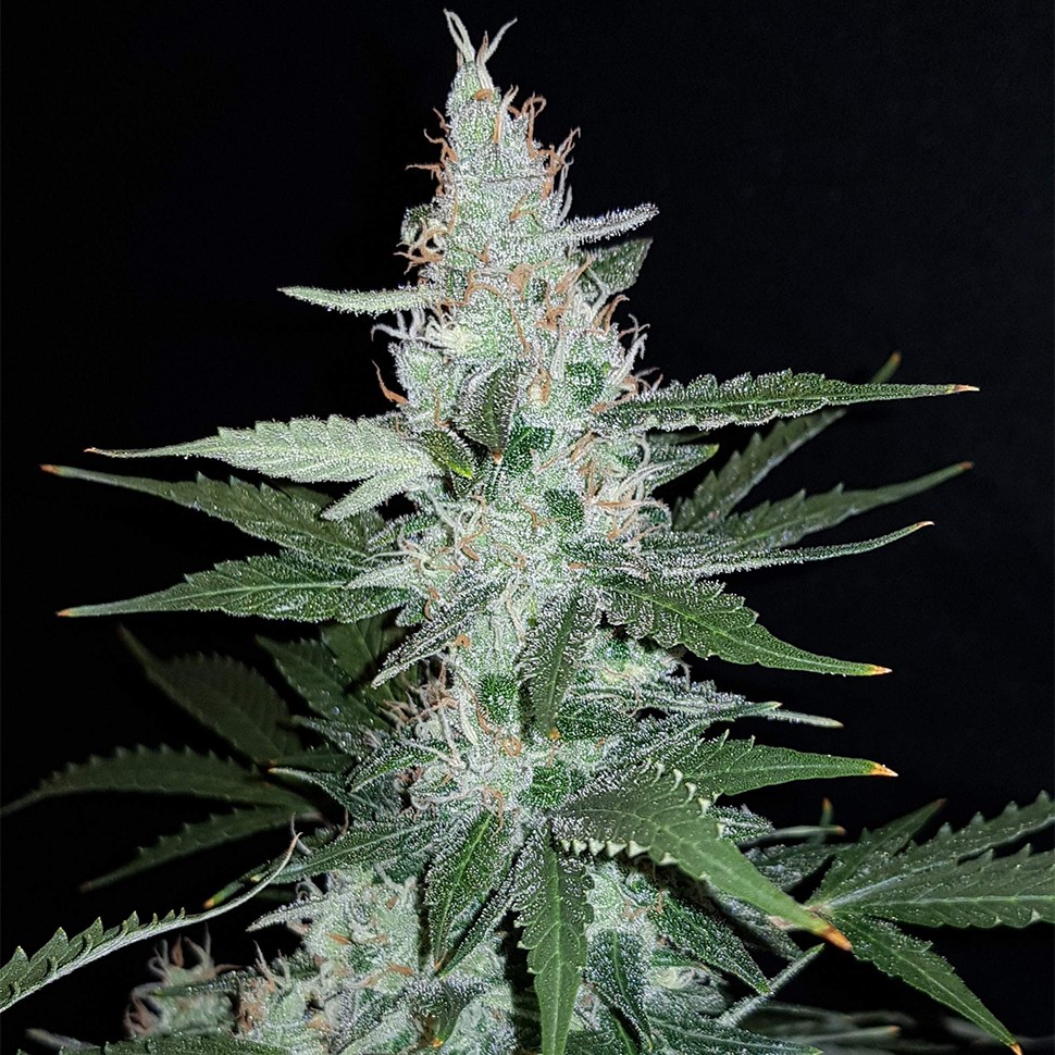 Семена марихуаны  Super Mazar feminised Ganja Seeds