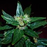 Купить Auto Dedoverde Haze feminised Ganja Seeds