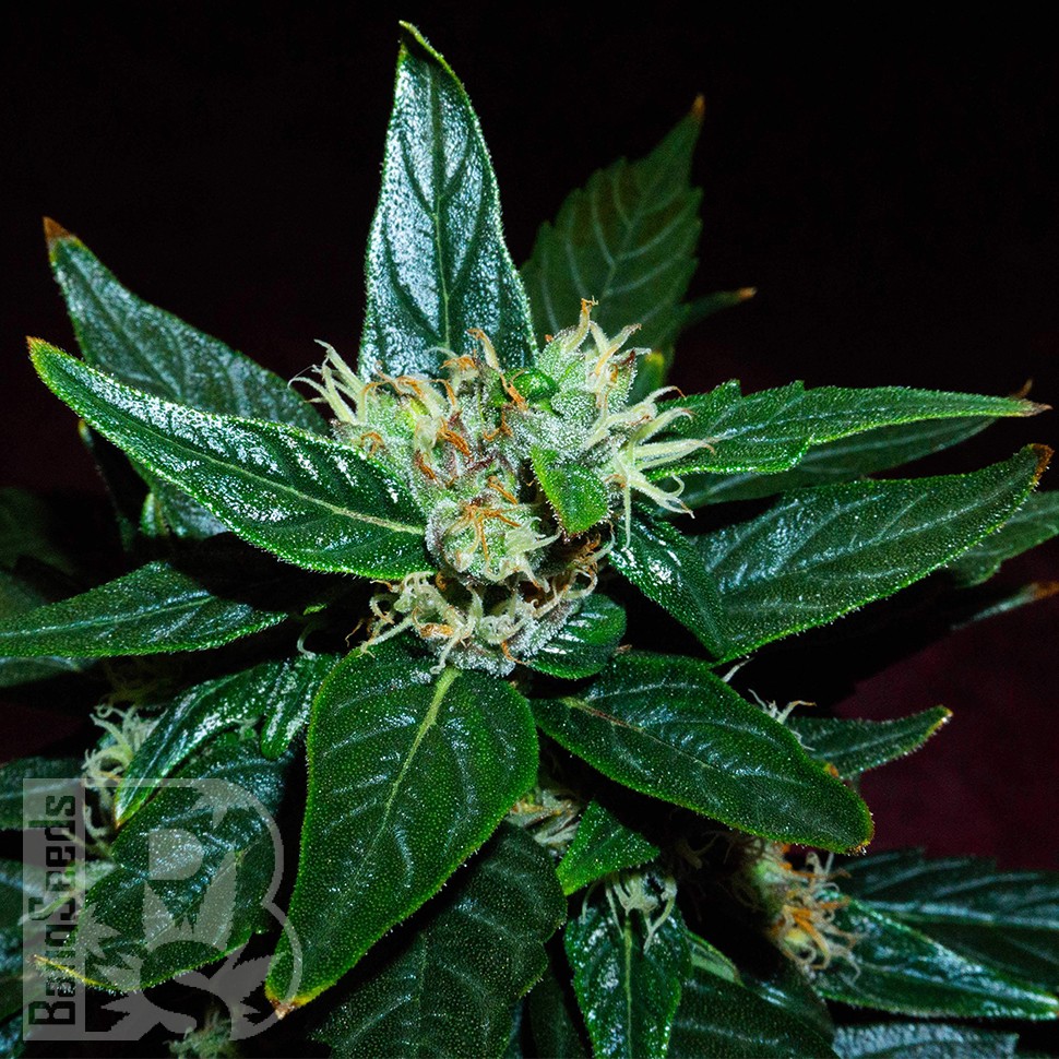 Семена  Auto Dedoverde Haze feminised Ganja Seeds
