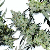 Dr. Feelgood feminised Ganja Seeds