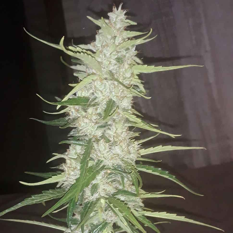 Семена  Auto Russian Rocket Fuel regular Ganja Seeds