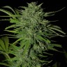 купить семена конопли Auto Russian Rocket Fuel reg