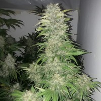 Mataro Blue regular Ganja Seeds