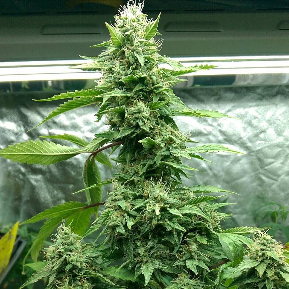 Семена марихуаны  Pakistan Valley feminised Ganja Seeds