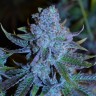 семена конопли ак купить Green House Thai feminised
