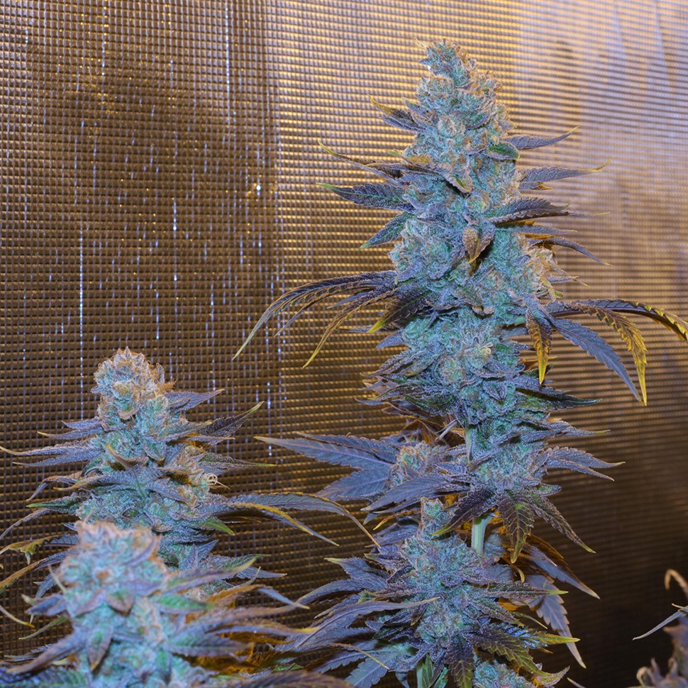 Семена ганжа  Green House Thai feminised Ganja Seeds