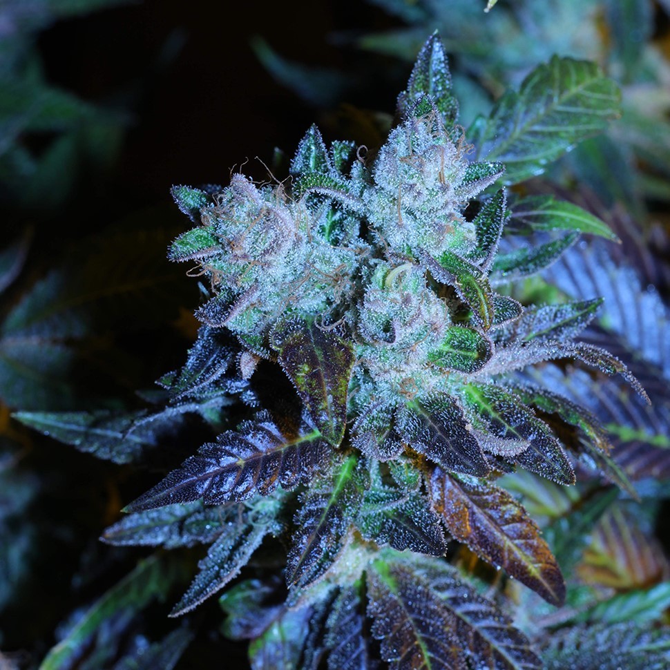 семена конопли ак Green House Thai feminised