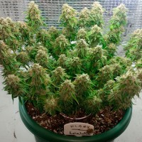 Auto Magik feminised GanjaVIP Seeds