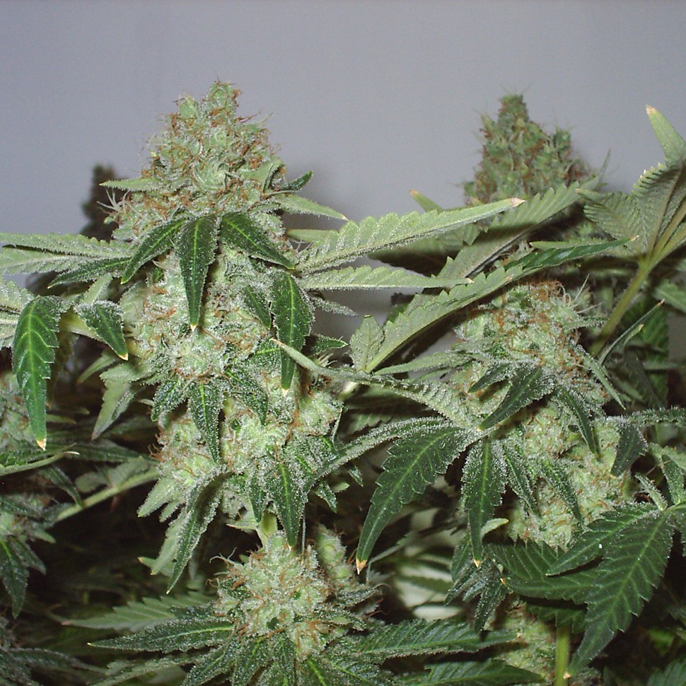 Семена  Big Chuy feminised Bang Seeds
