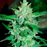 Качественные семена конопли Auto Jack 47 feminised Ganja Seeds