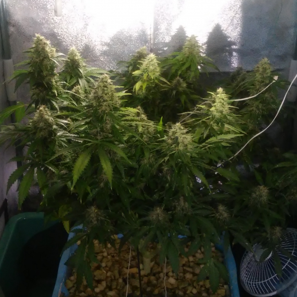 Семена  Auto Jack 47 feminised Ganja Seeds