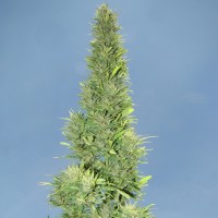 Auto Durban Poison feminised Ganja Seeds