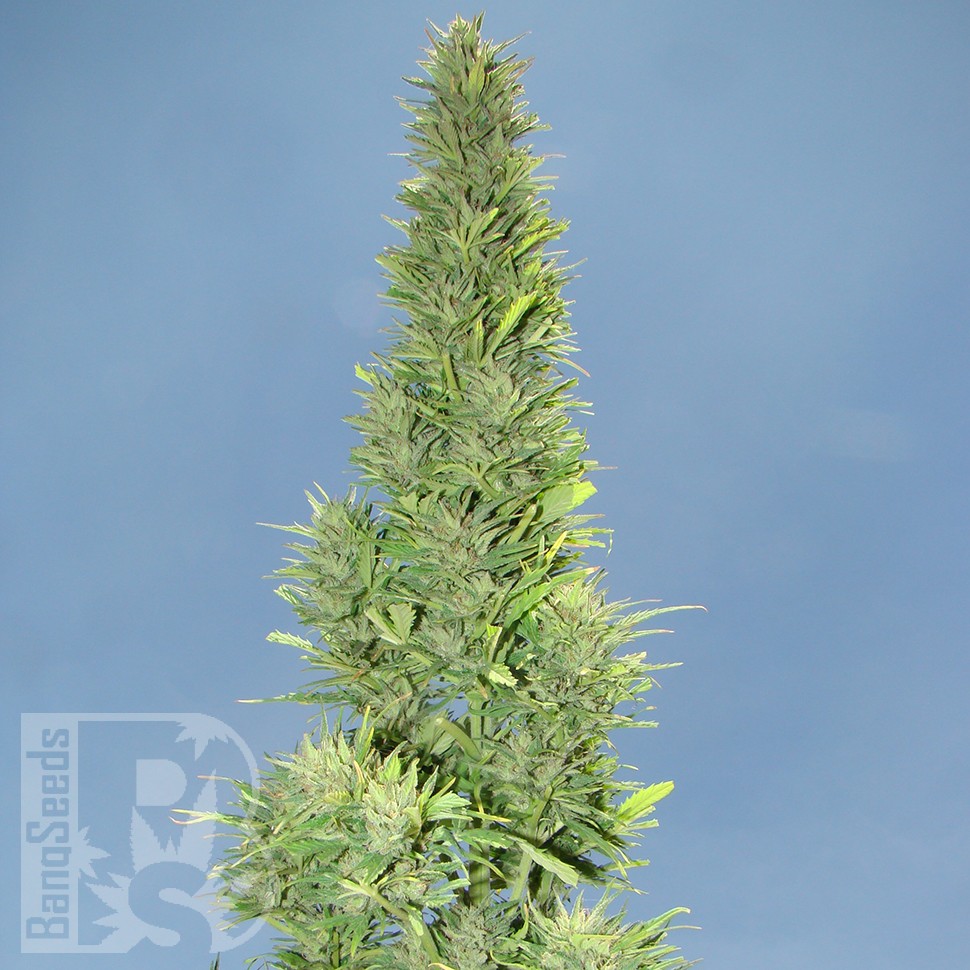 Семена конопли  Auto Durban Poison feminised Ganja Seeds