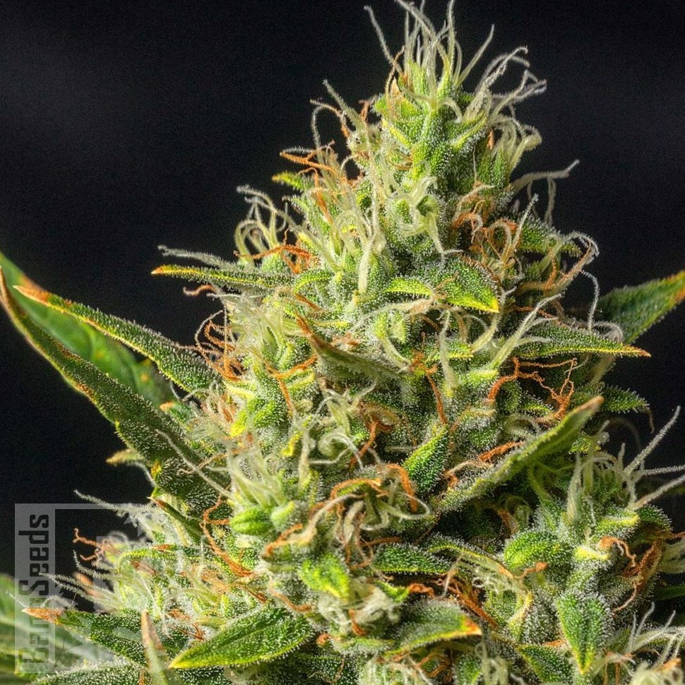 Семена конопли  Auto Durban Poison feminised Ganja Seeds