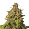 Семена конопли  Auto Durban Poison feminised Ganja Seeds
