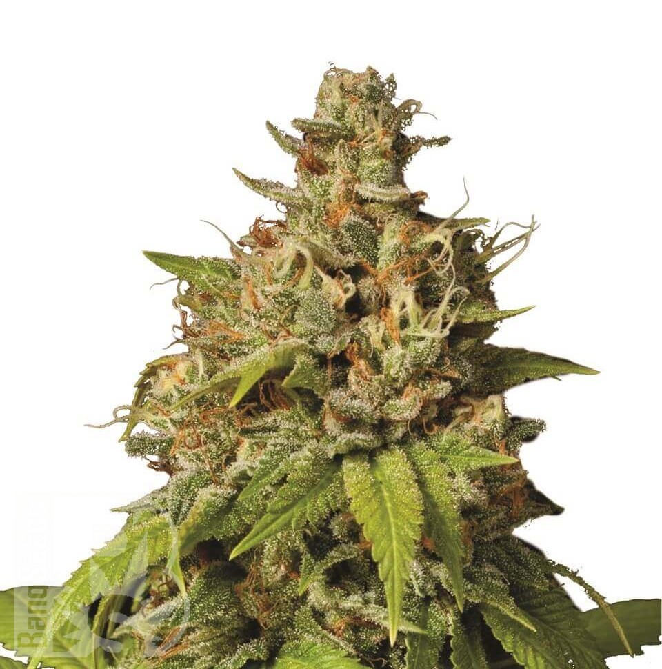 Семена конопли  Auto Durban Poison feminised Ganja Seeds