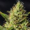 Early Durban feminised Ganja Seeds