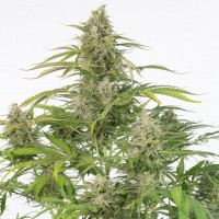 Cheese CBD feminised Ganja Seeds