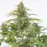 Семена ганжа  Cheese CBD feminised Ganja Seeds