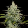 Семена ганжа  Cheese CBD feminised Ganja Seeds