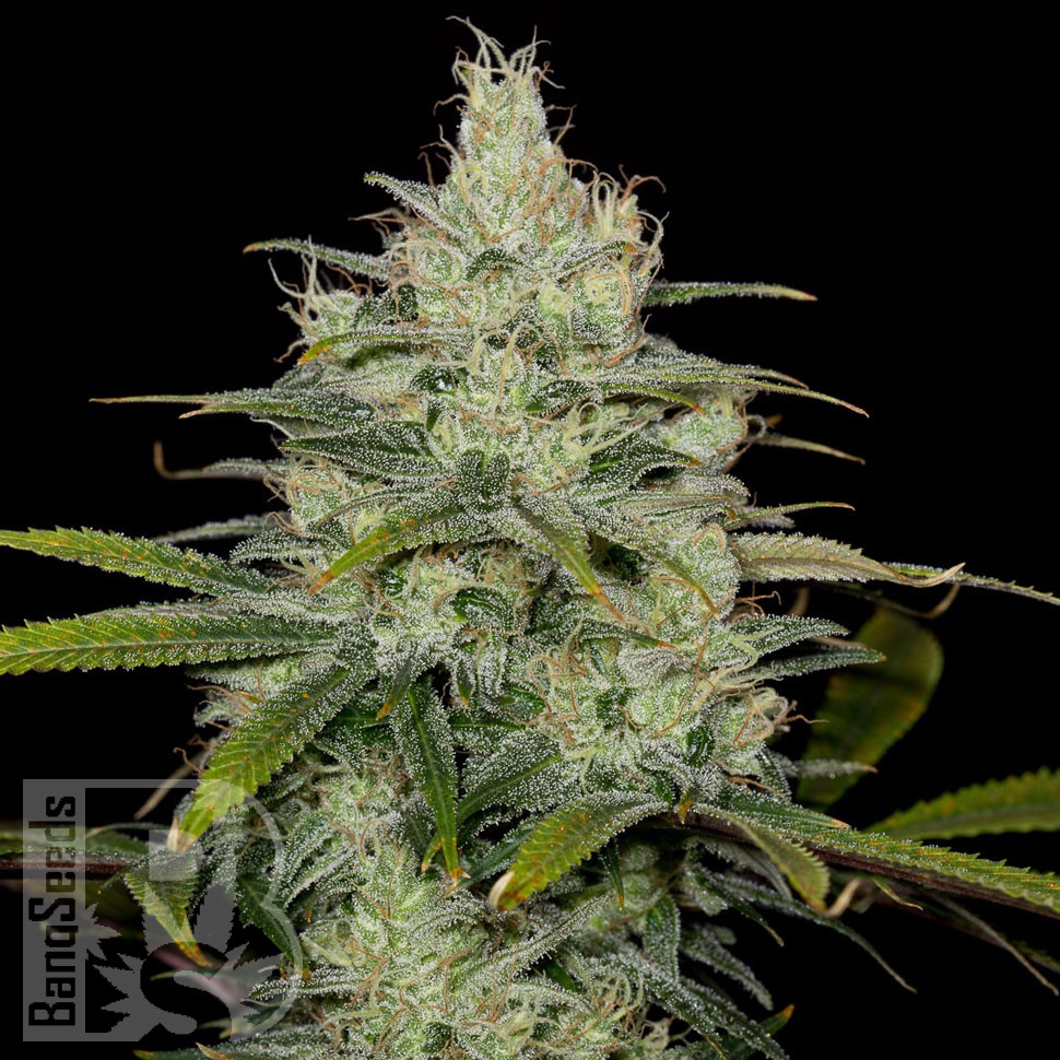 Семена ганжа  Cheese CBD feminised Ganja Seeds