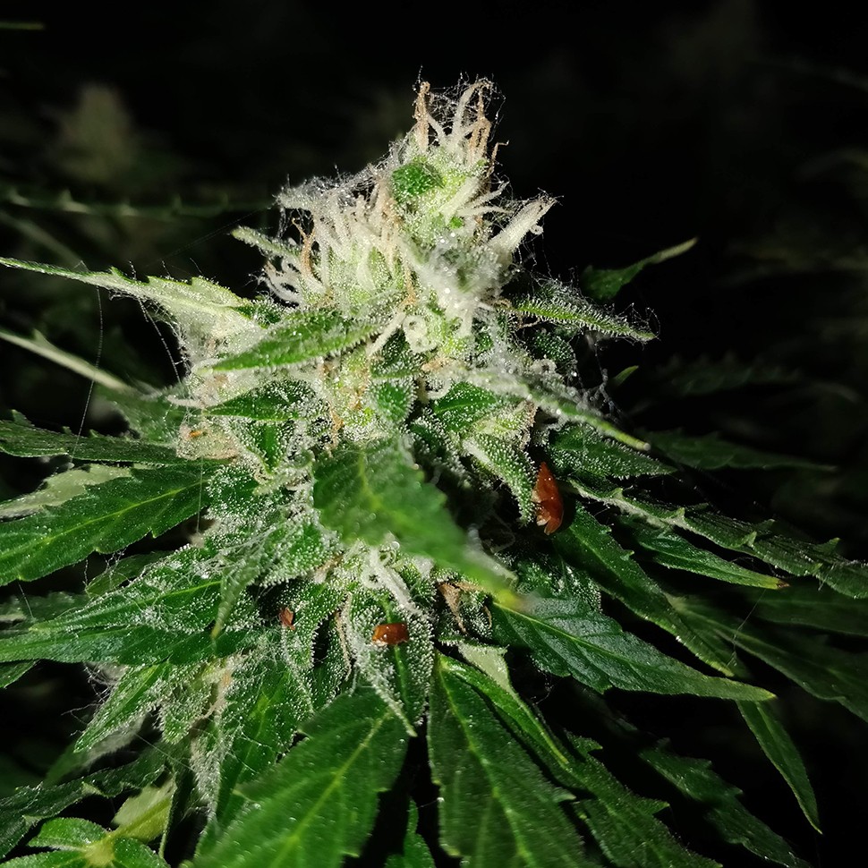 Семена ганжа  Pandora regular Ganja Seeds