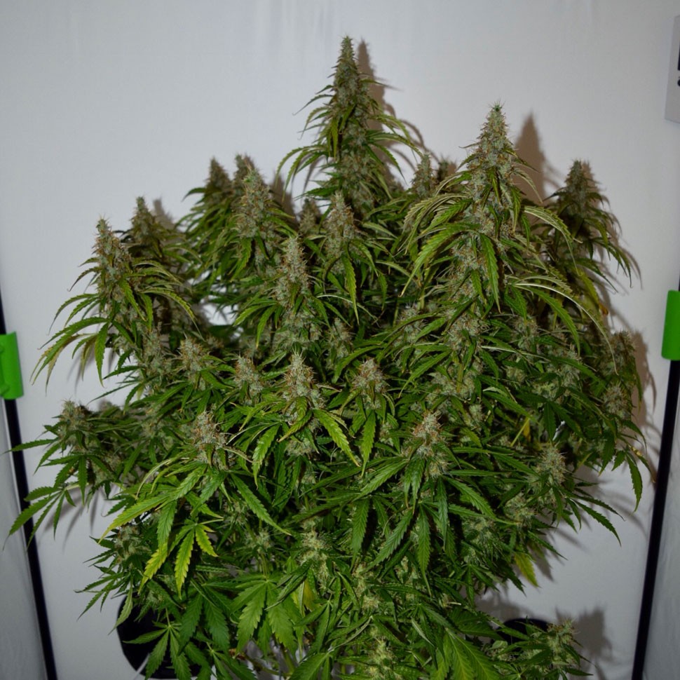 Семена каннабиса  Auto Namor feminised GanjaVIP Seeds