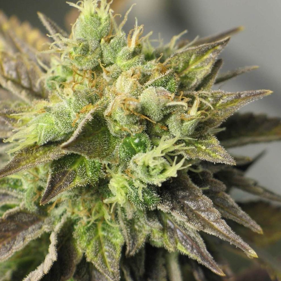 Семена ганжа  Auto New York Diesel feminised Neuro Seeds