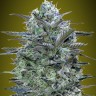 Семена марихуаны  Widow Remedy feminised Ganja Seeds
